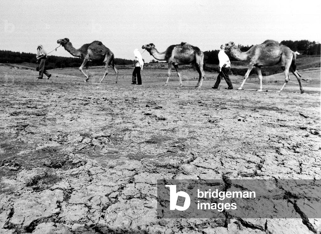 Reservoir at Penholn, Monmouthshire. Camels from Longleat Safari park, Wiltshire. August 1976
