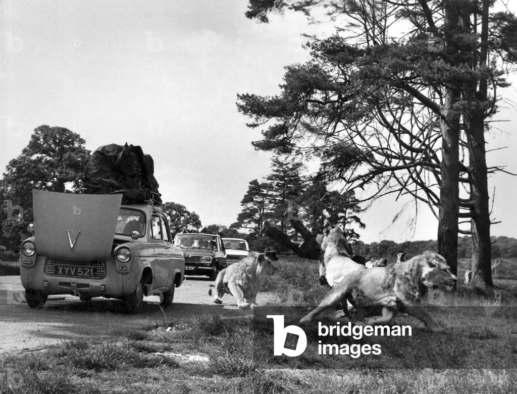 To the lions of Longleat, Lord Bath's place in Wiltshire, the figure looked real, June 1968 (b/w photo)