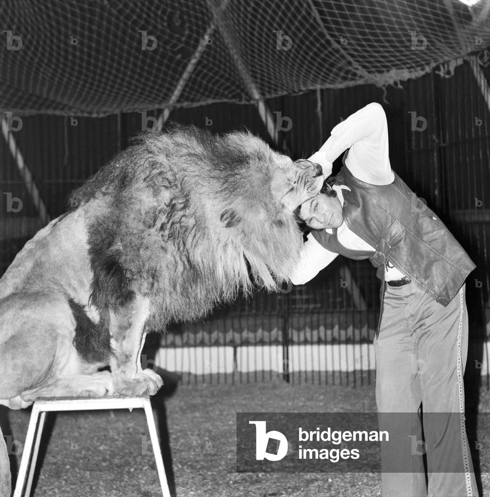 Hoffman's Circus, Shepherds Bush, London. Lion trainer Richard Collins putting his head in the mouth of 'Johnny', one of his five lions. 9th January 1975 (b/w photo)