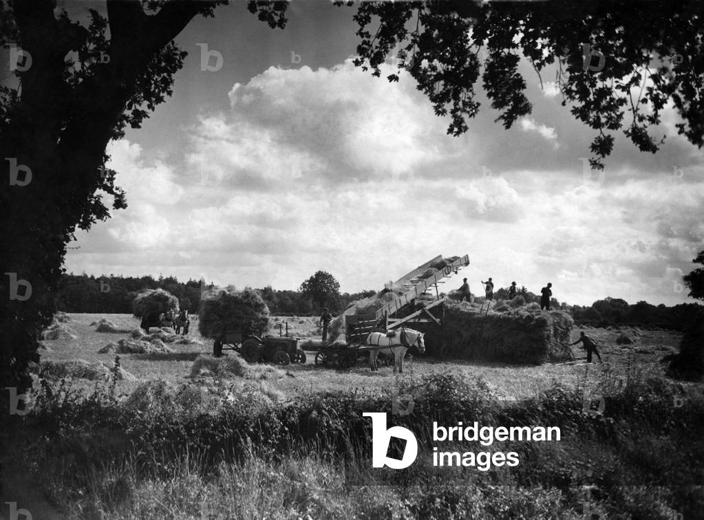 Farming: Harvest. Stacking corn in Norfolk. September 1946