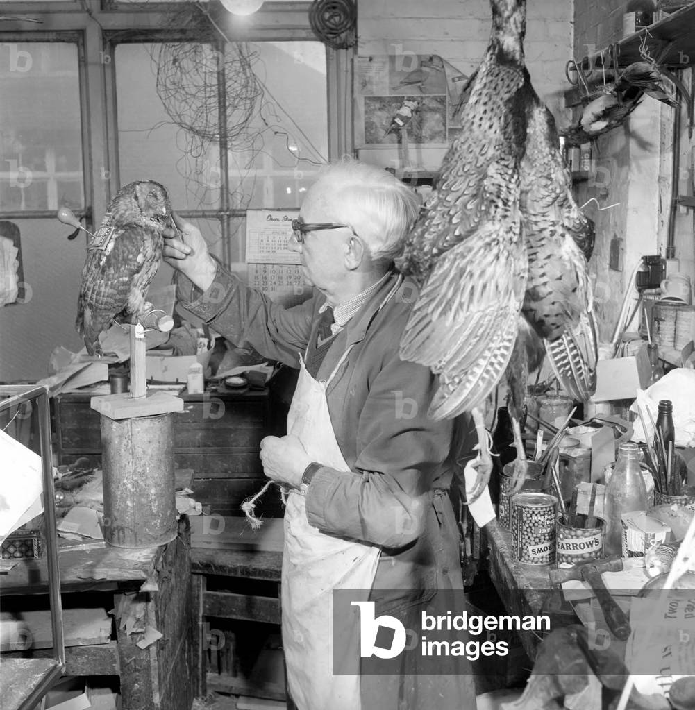 Craftsmen at work in a taxidermist workshop adds the final touches to a stuffed tawney owl, c.1964 (b/w photo)
