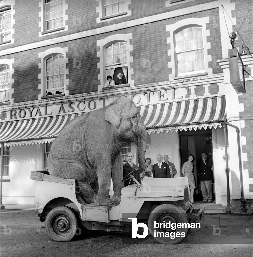 Elephant driving car. 1960