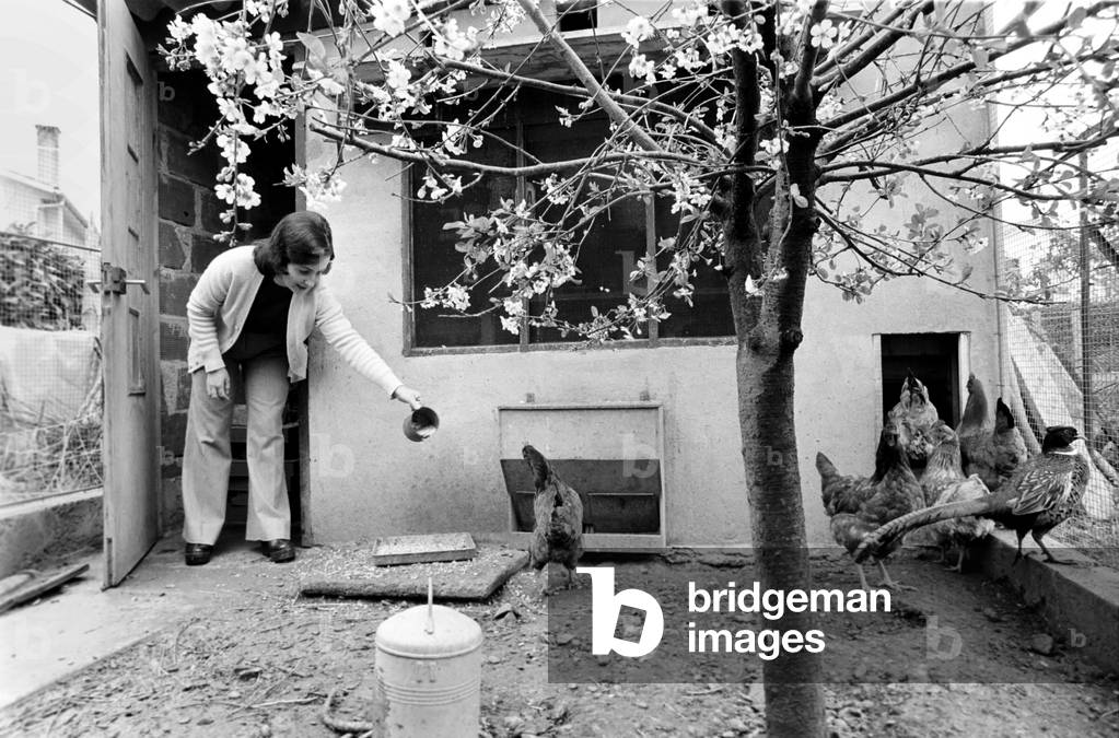 French housewife Mrs. Maria Quaranta feeds the family chickens in their back garden, April 1975 (b/w photo)