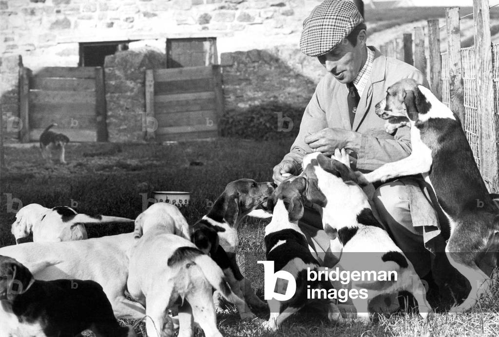 Graham Sutton with some of the foxhound puppies at Whittonstall in June 1978 (b/w photo)