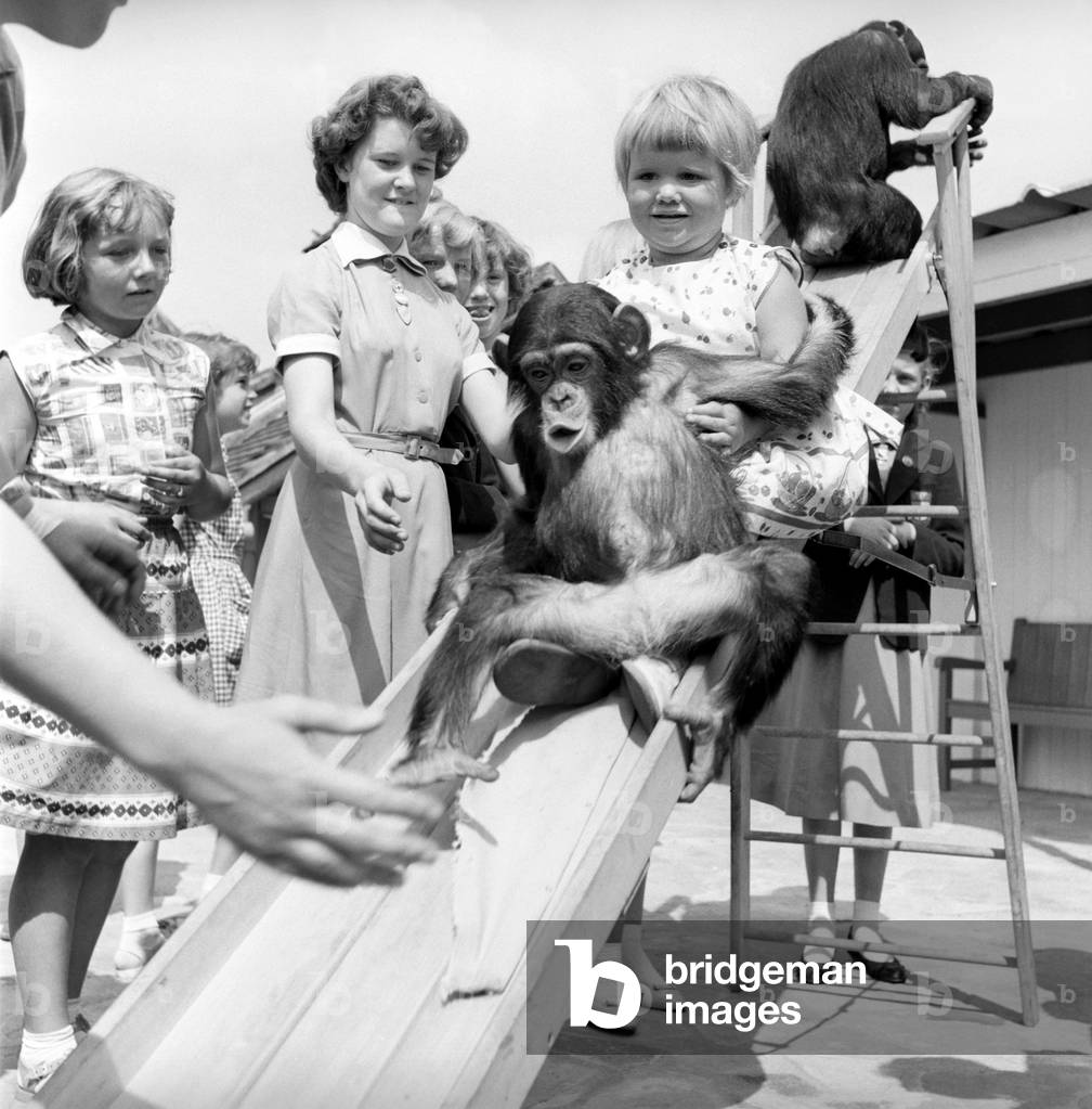 Children play with baby Chimpanzee at Whipsnade Zoo, 1961 (b/w photo)