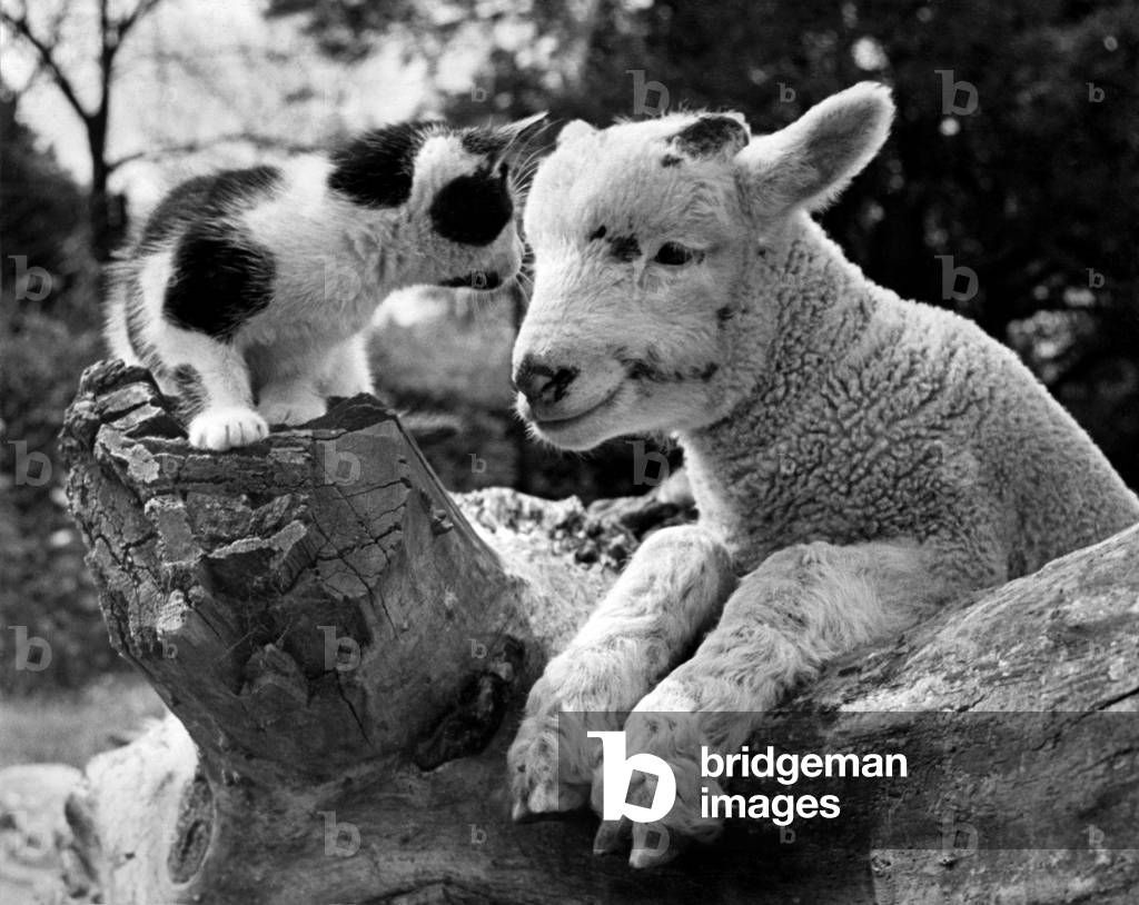 Animals, kitten and lamb at Chessington Zoo. September 1948