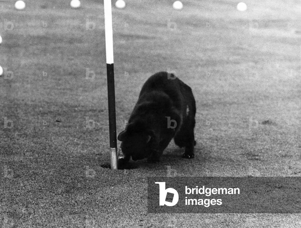 Chick adds another golf ball to his collection, June 1969 (b/w photo)