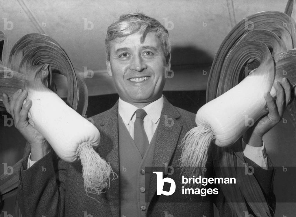 Mr G Stonehouse of Jarrow, grower of the world's biggest leeks, displays two of his winning entries in the competition run by the Neon Club of Jarrow on Tyne, 27th August 1971 (b/w photo)