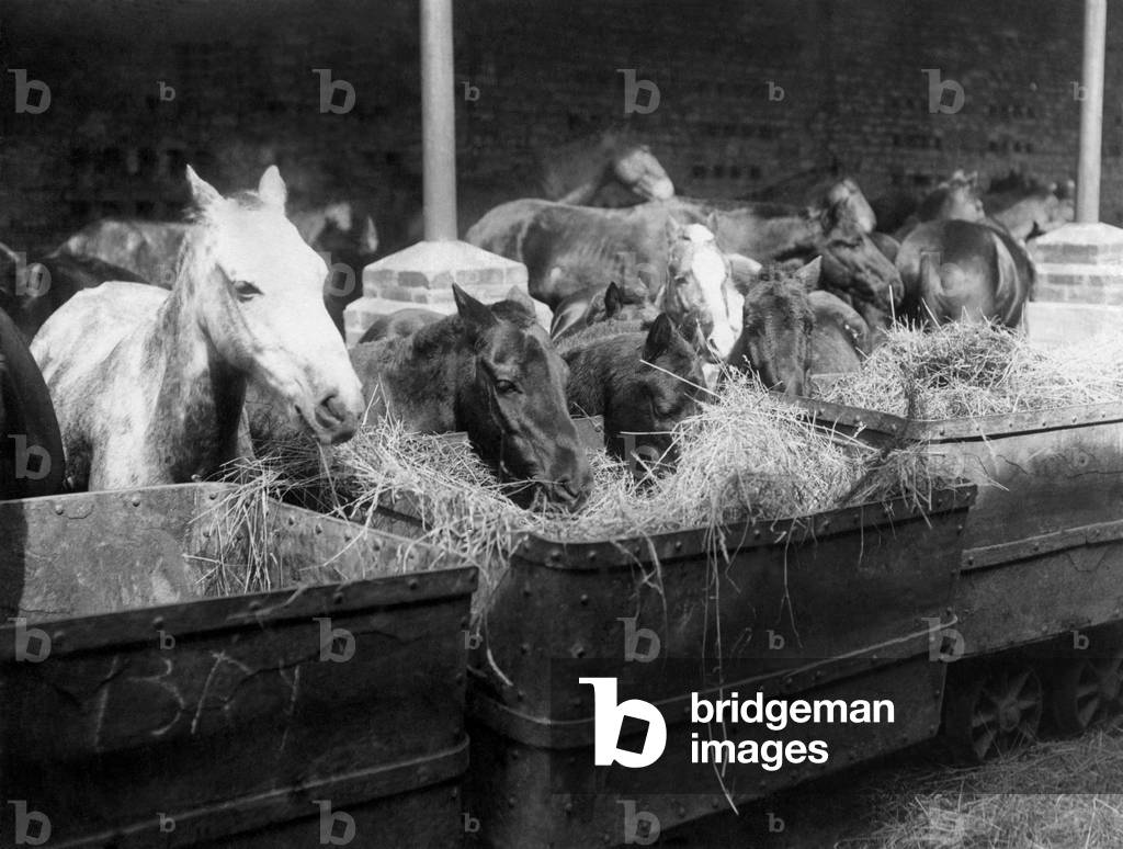 Pit Poines holiday. Some of the liberated ponies enjoying their mid-day meal of hay from 