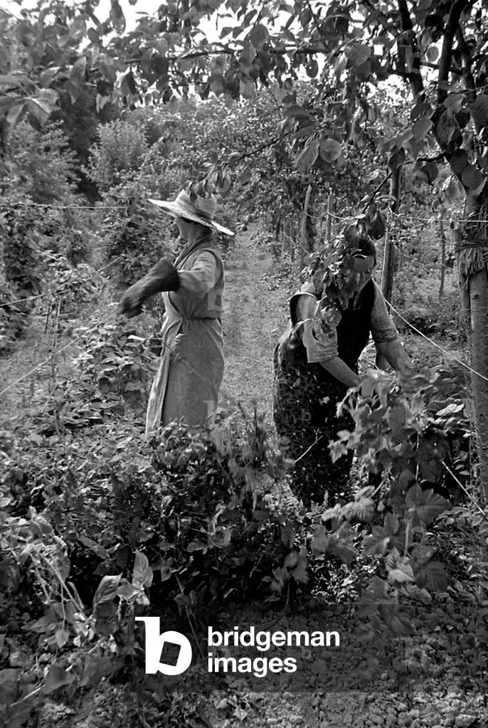 Two women working in a vineyard on a farm in England, c. 1938 (b/w photo)