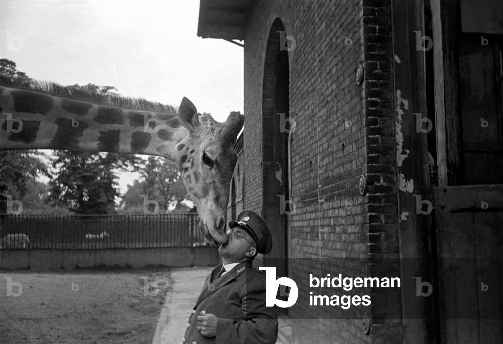 Zoo Animals. Giraffe and Keeper at London Zoo Circa. January 1938 OL301-008