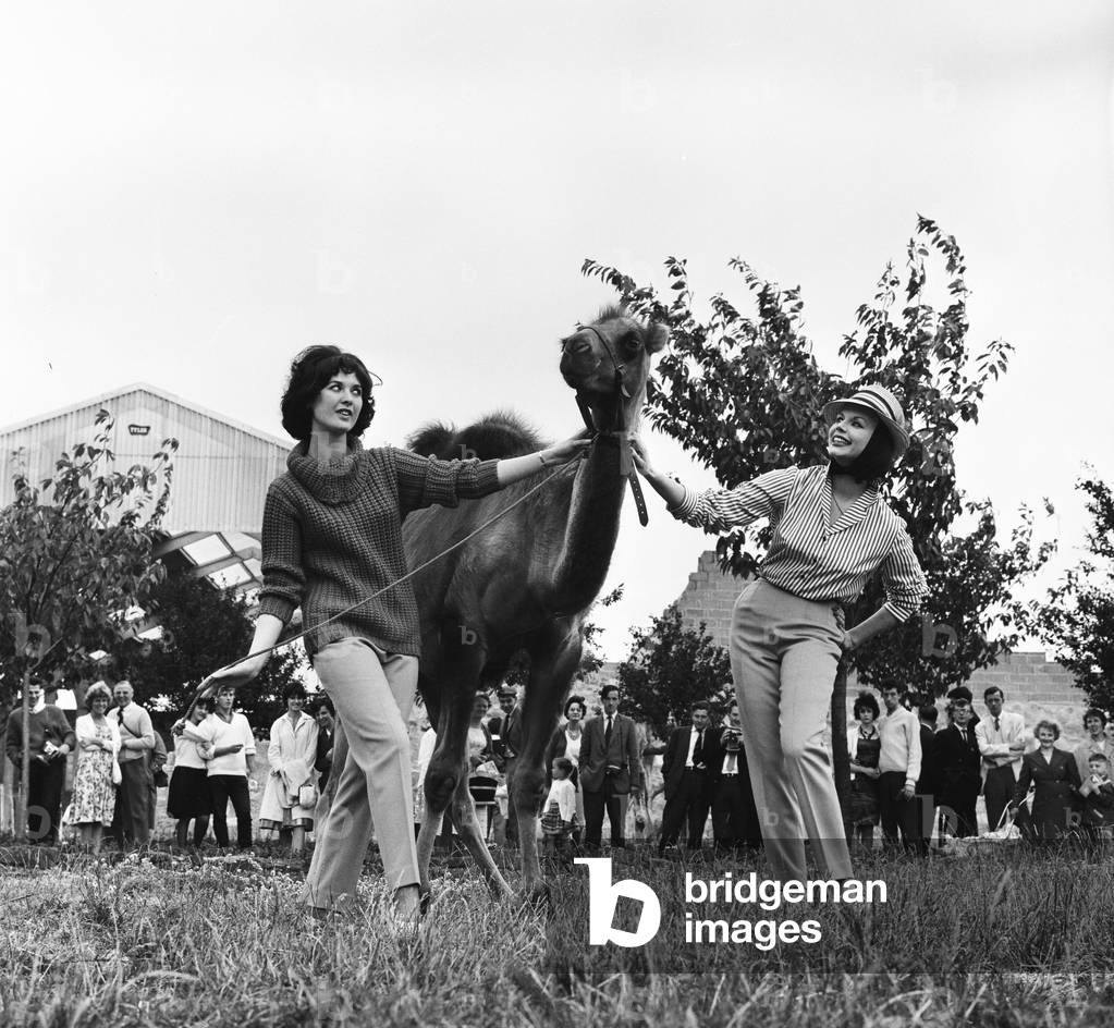 Chester Zoo. Fashion models pose with a camel. 20th July 1962 (b/w photo)