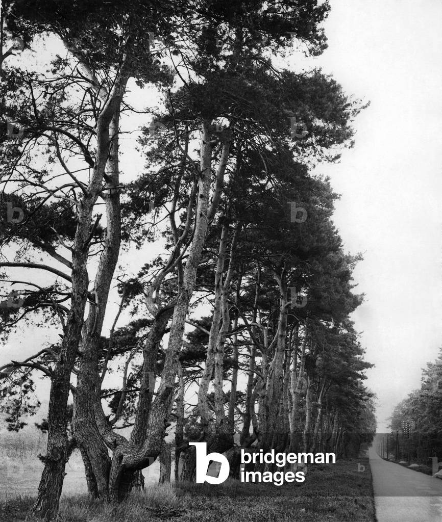 Ancient pines on Newmarket Thetford Road. May 1932