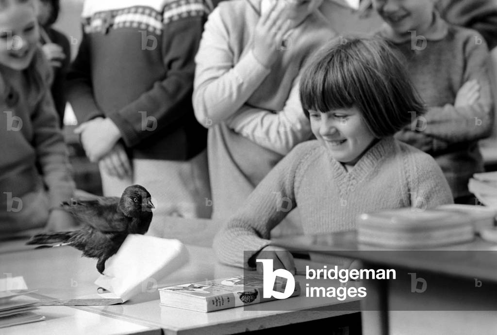 At Temple Primary school in Keynsham, Somerset, Jackie the jackdaw, a few months old, dropped into school when he fell down the chimney. He was retrieved by headmistress Mrs. Dorothy Rudderham and he now joins in with school activities. 
Jackie the jackdaw pictured with pupil 10 year old Paula Stevens. 
November 1969