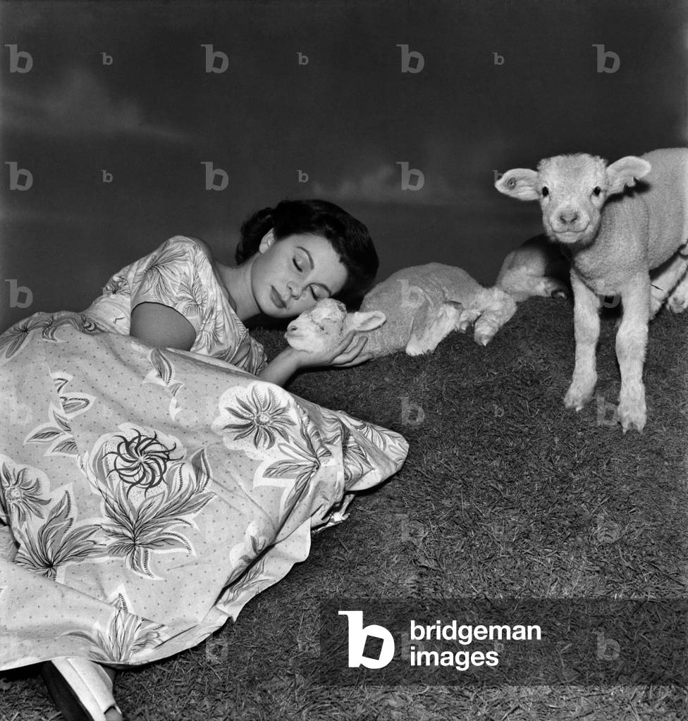 Actress Jean Simmons with Lambs. October 1948 O15147-008