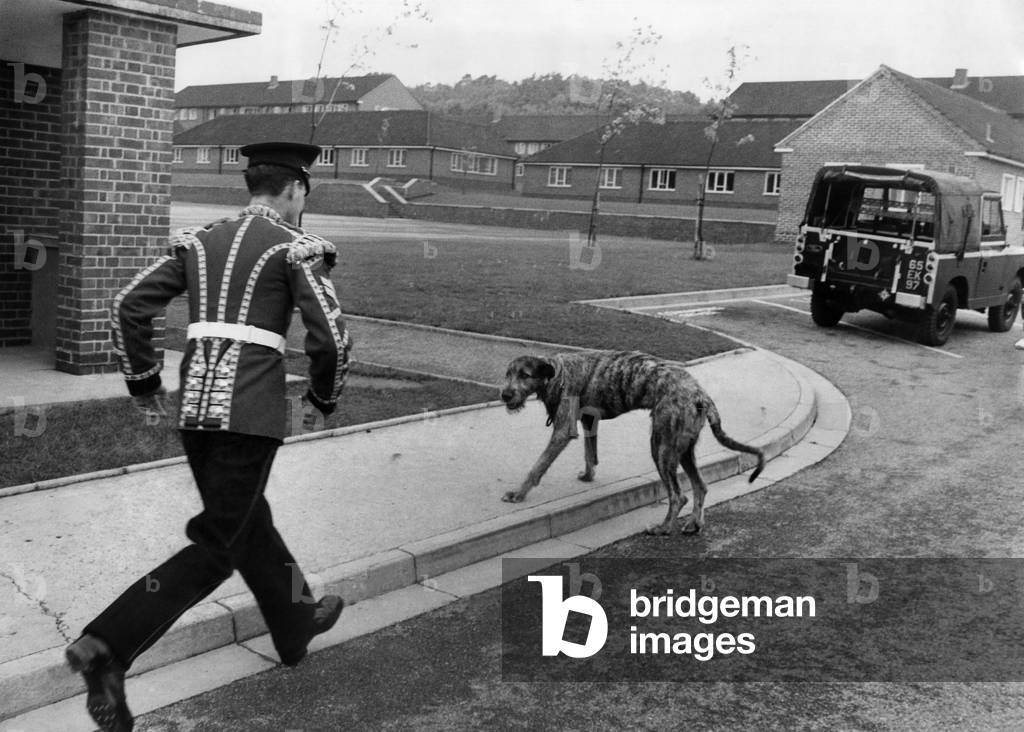 Fionn the new mascot seems reticant about starting his new duties as mascot of the 1st Battilion Irish guards, but his handler soon catches up with him - L/Cpl Robert O'Toole. September 1967 (b/w photo)
