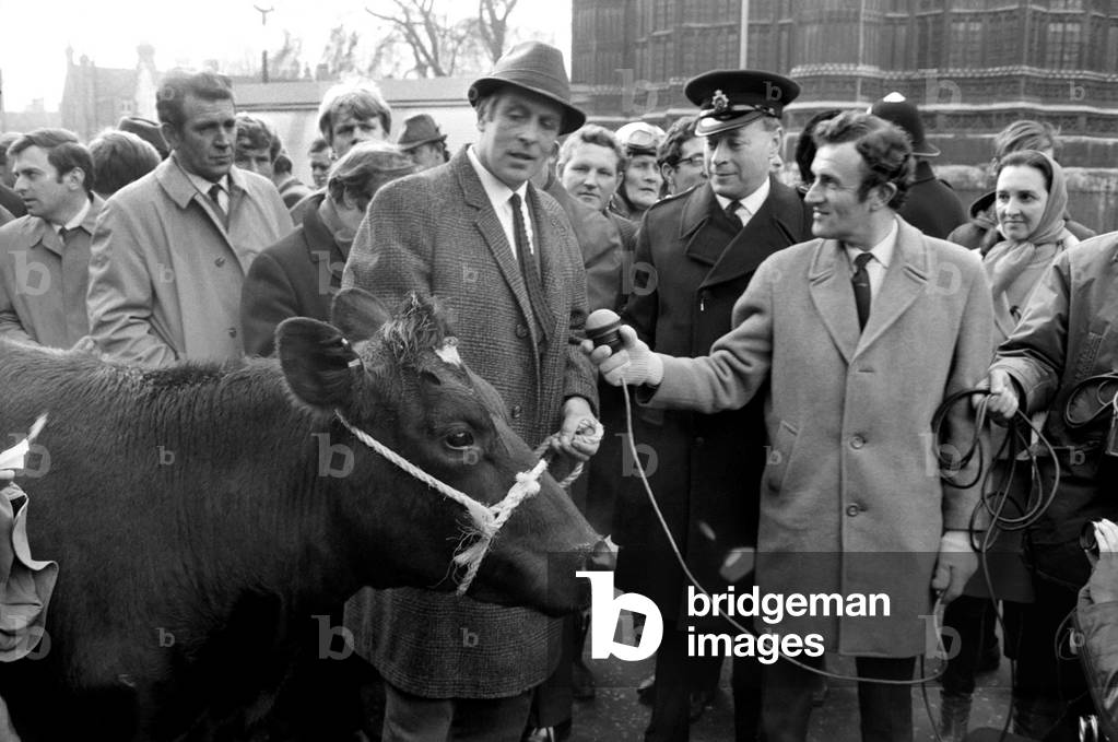 Farmers this afternoon were at the House of Commons to protest over their grievances about the price they obtain for fresh milk. One farmer, Mr. David Cuming from Henstom Park Farm, Devon, brought his cow Nasturtura to St. Stephans Entrance suitably placarded, but a police inspector told the farmer to move on and take his cow with him. The farmer tied up the cow to a parking meter nearby. Mr David Cuming holis his cow Nasturtura whilst he gives an interview for television, in the centre is the police inspector. December 1969