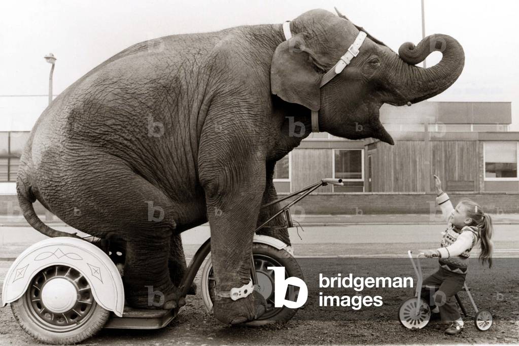 An elephant from the circus amuses a young girl on a tricycle - by riding a tricycle of his own, c.1972 (b/w photo)