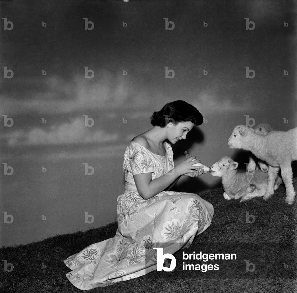 Actress Jean Simmons with Lambs. October 1948 O15147