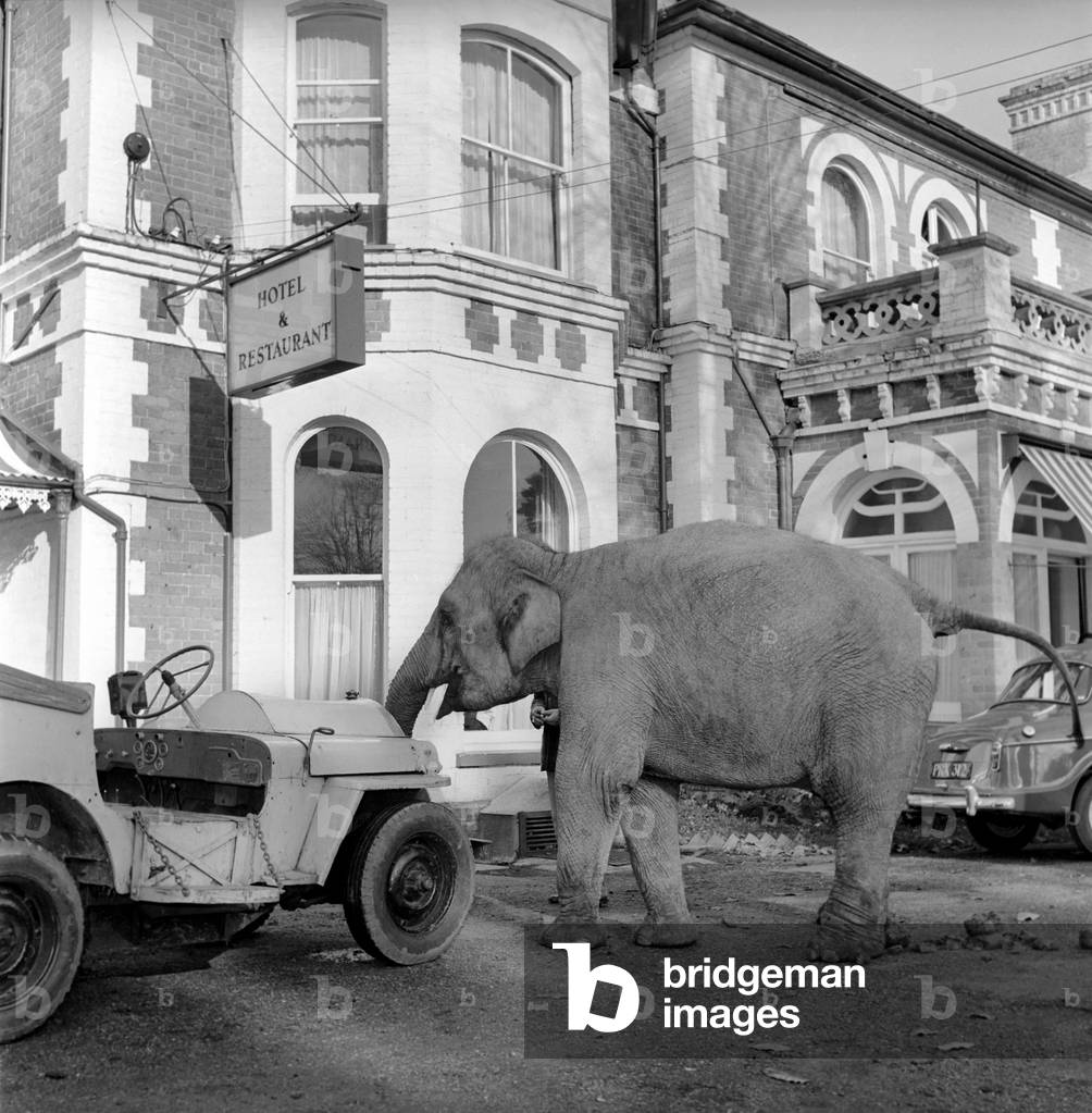 Elephant driving car. 1960