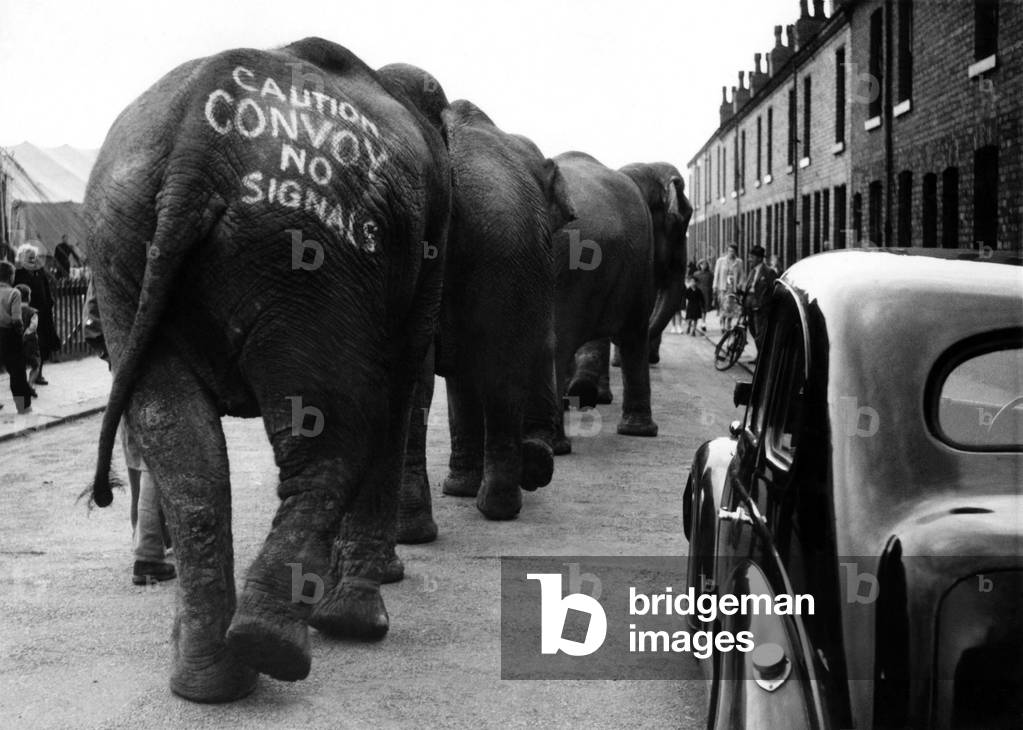 Herd of elephants marching up a street 
Circa 1960