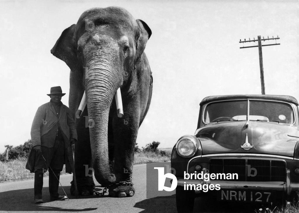 Charlie goes for a stroll with his keeper along a country road in Ayrshire, Scotland, June 1957 (b/w photo)