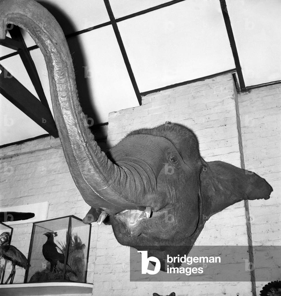 Taxidermist Workshop. January 1960