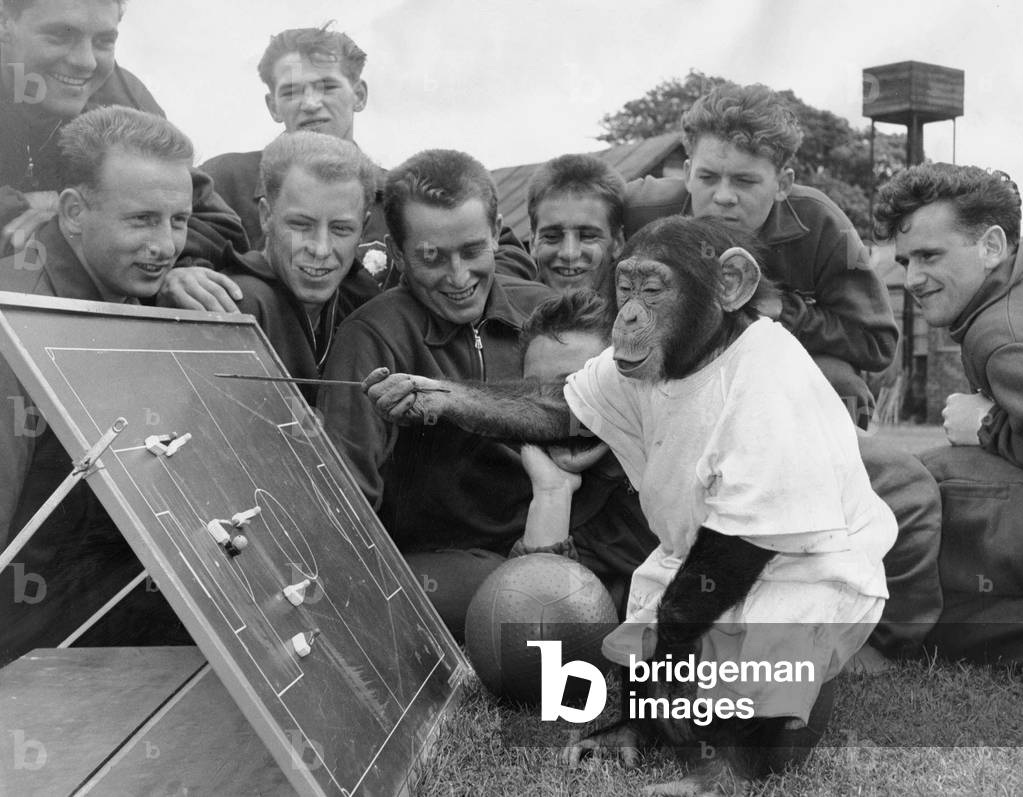 Chimpanzee August 1962 Jackie The Chimp at Flamingo Park Zoo Yorkshire discussing team tactics with Green Howards Soccer Team (photo)