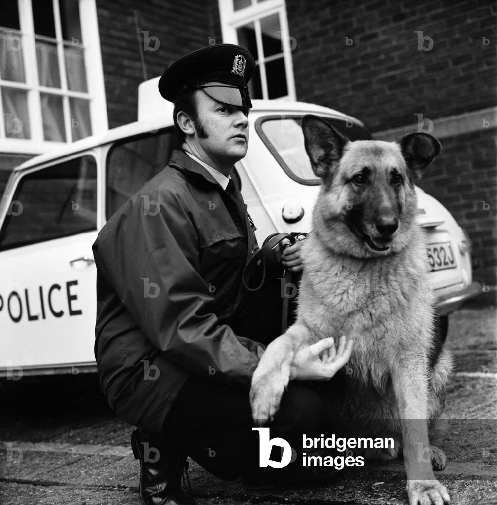 Duke an 8 year old police dog pictured with his handler P.C. Trevor Barnes, 11th January 1972 (b/w photo)