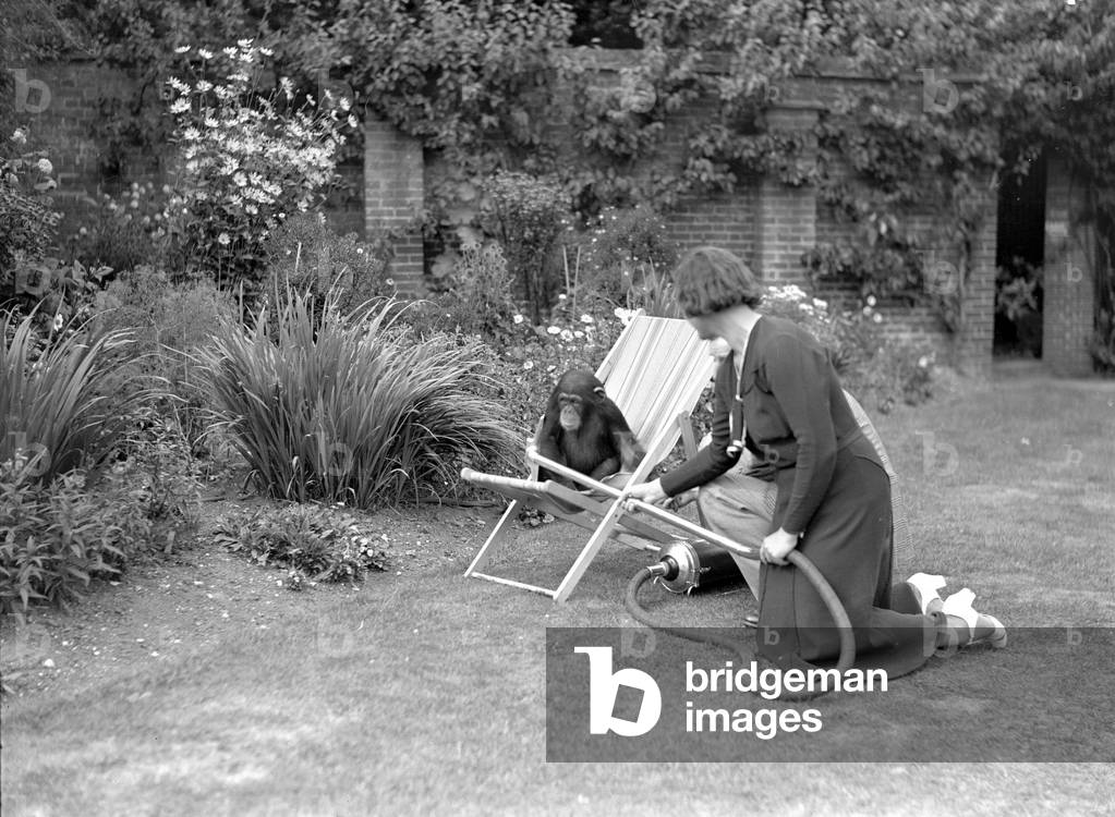 Pattie the chimpanzee, appreciates a little assistance on the never ending problem of hygiene, and votes the vacum cleaner a real labour saving device. August 22nd 1933