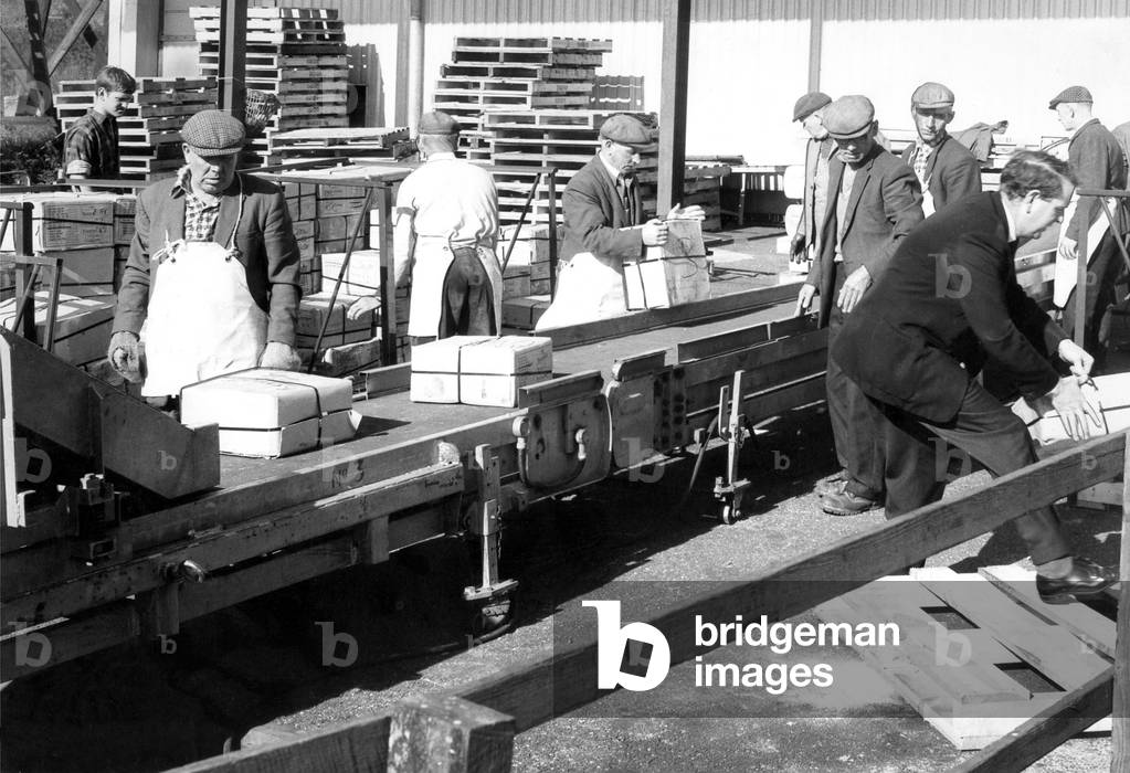 Dockers at North Shields suspended their strike at 8 a.m. today to unload a massive cargo of fish from the Ranger Ajax, a freezer trawler in July 1970