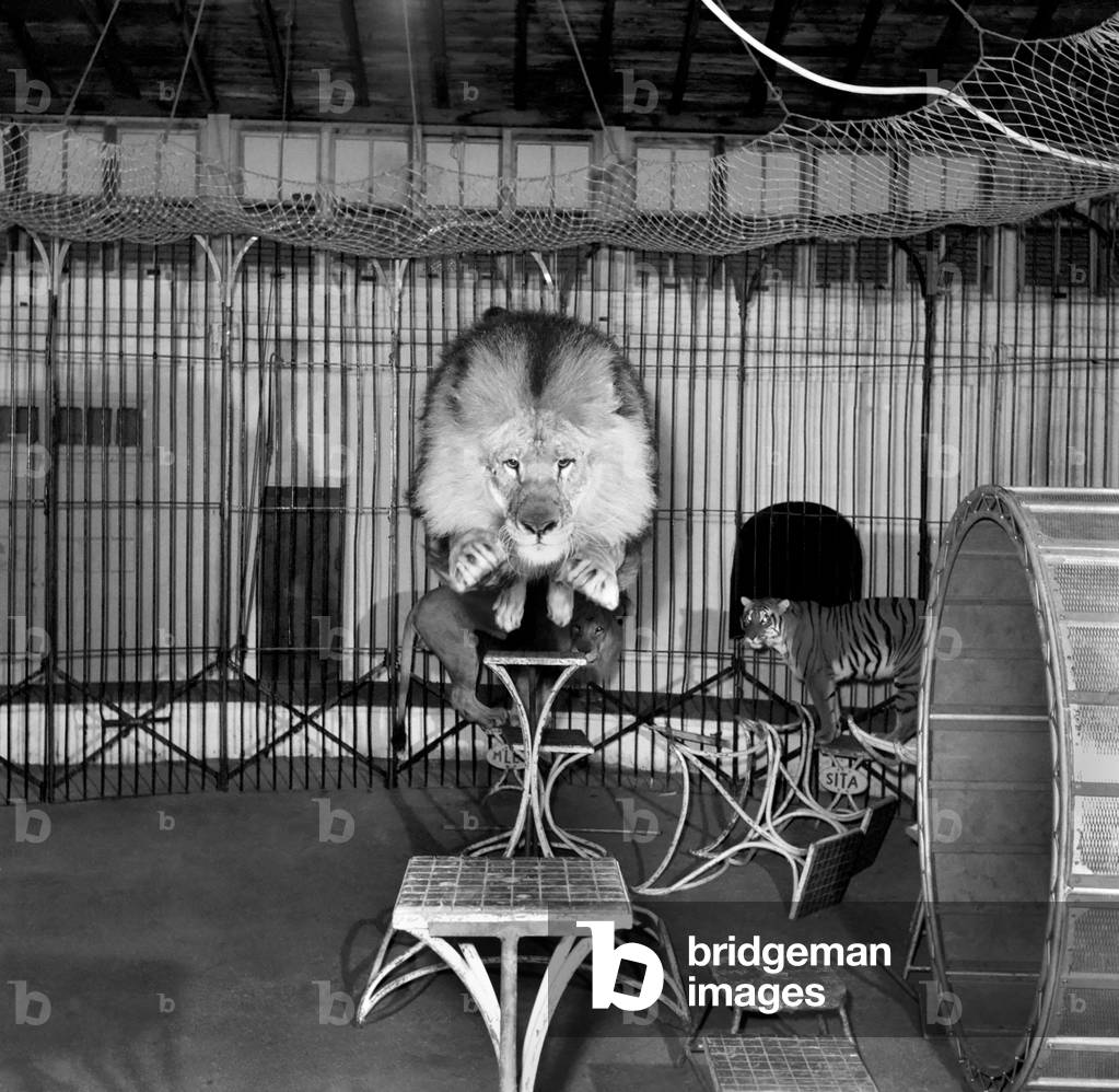 Circus lion jumping from a table inside his cage. 
December 1953