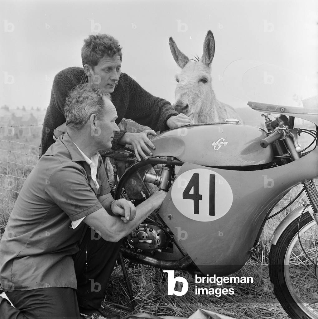 Isle of Man TT Races. Bill Hawthorne and his mechanic Pat Lynch tuning up his BSA under the watchful eyes of a local donkey. 29th June 1965 (b/w photo)