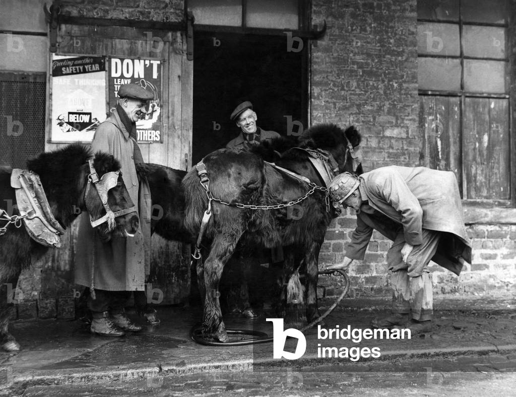 The ponies are washed down before being taken to their stables for a feed at Knowetop Mine, Lanarkshire, 20th January 1966 (b/w photo)