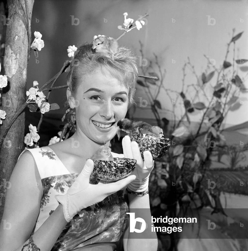 Easter: Girl and Chick, 20 year old Christine Stone, Idenbury Bristol is a window dresser in a large Bristol Store. But this week she helps out on the Easter farm run for the children by the shop. She is seen with some of the chicks which were born in incubator and are only a few hours old, March 1961 (b/w photo)