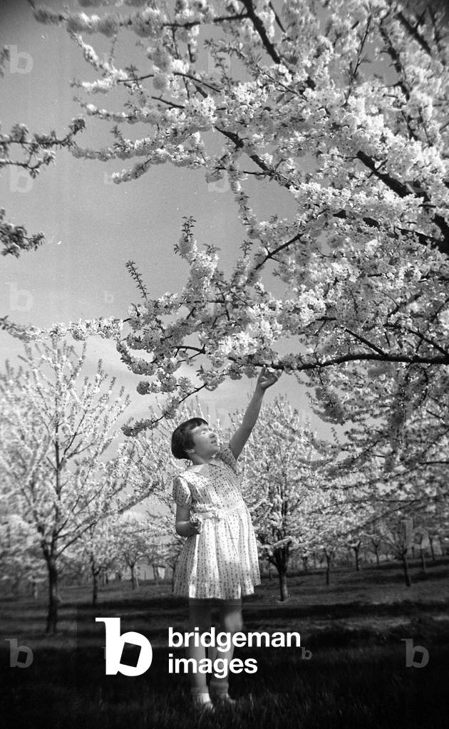 A young girl reaching up at fruit trees in blossom at Newington, April 1944 (b/w photo)