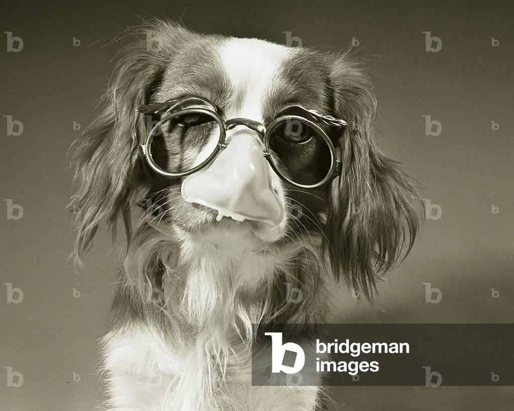 Pet Detective 
Douggie the Spaniel dog seen here in disguise
Circa 1971