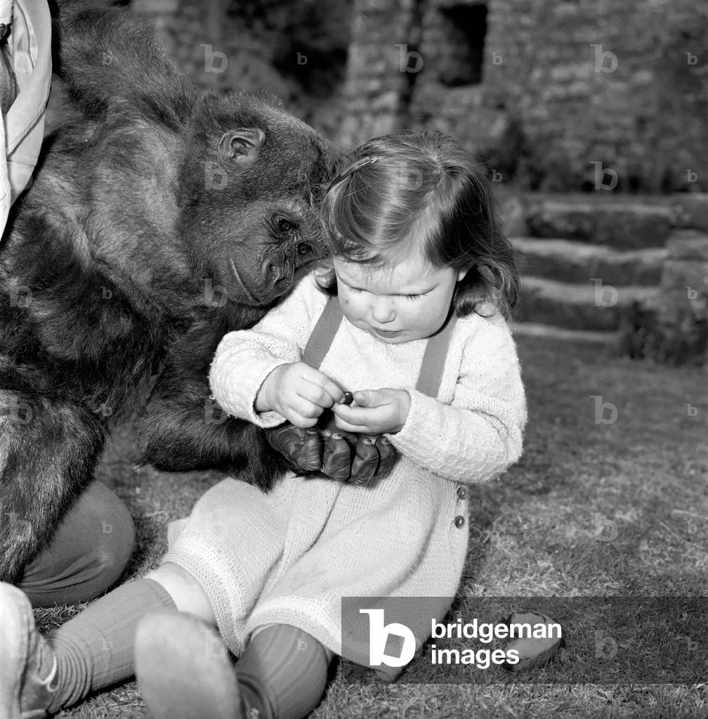 2 years old Caroline Smith in the Channel Islands Zoo is the real friends of all the animals, March 1961 (b/w photo)