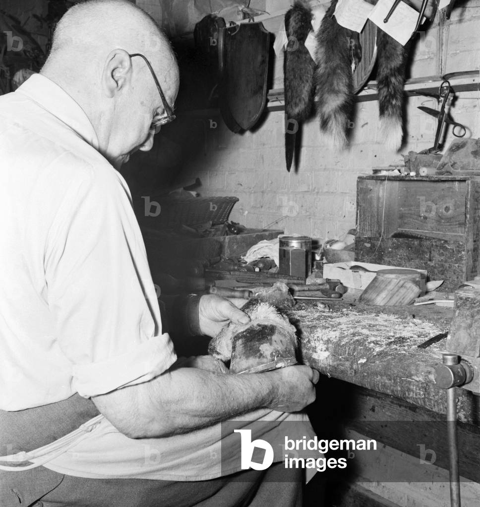 Taxidermist Workshop. January 1960