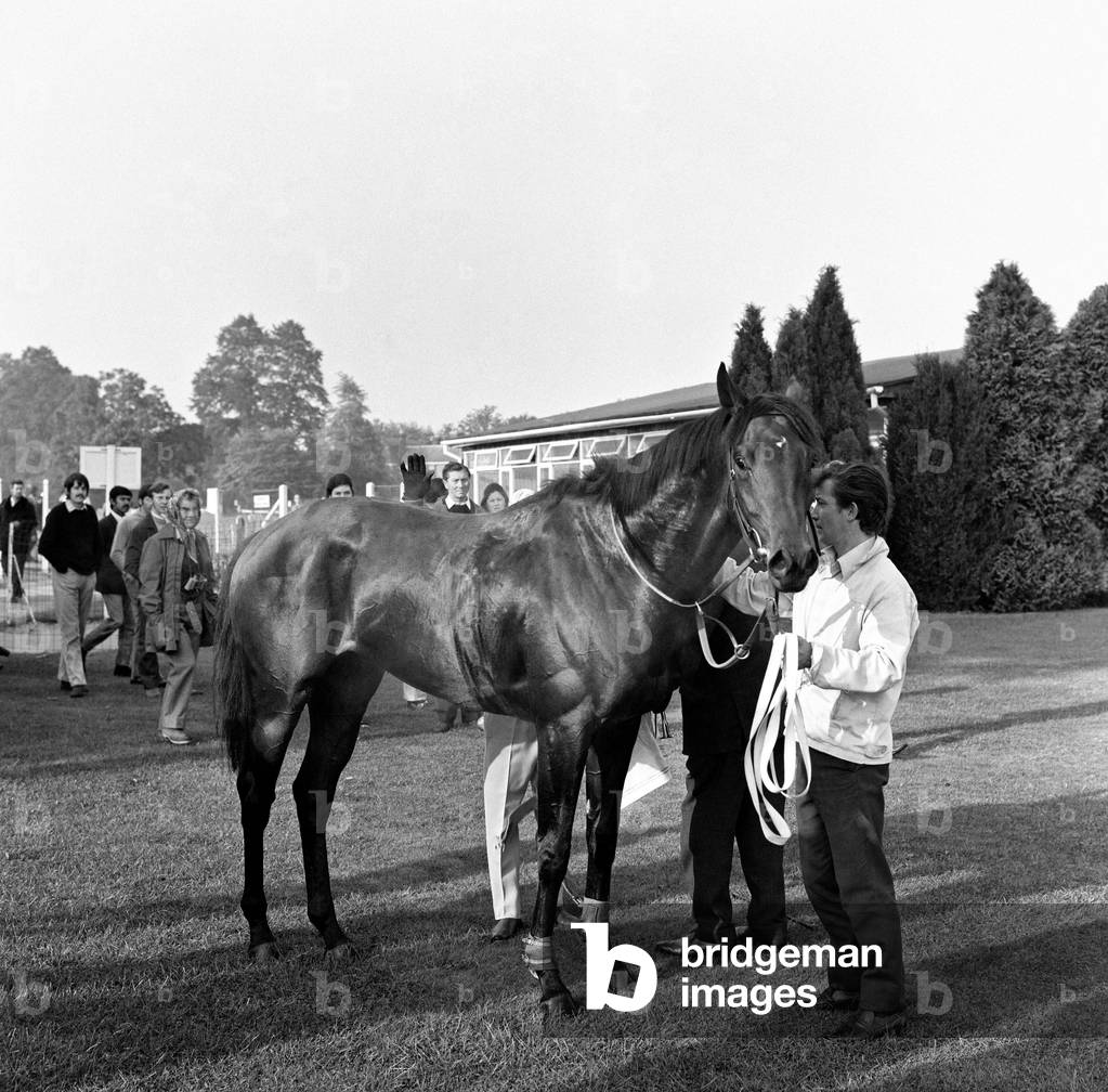 Mill reef at Newbury racecourse, jockey Geoff Lewis. 19th September 1971 (b/w photo)