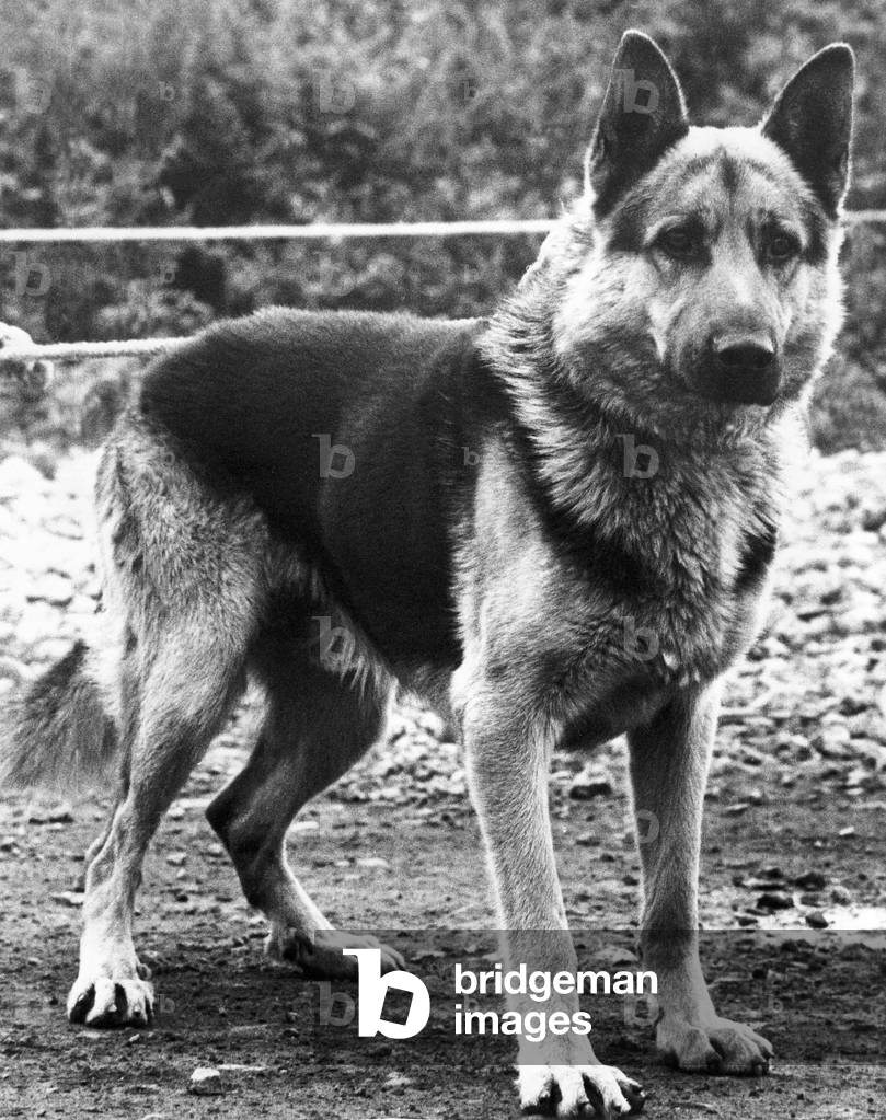 A picture of an Alsatian dog, 1970 (b/w photo)