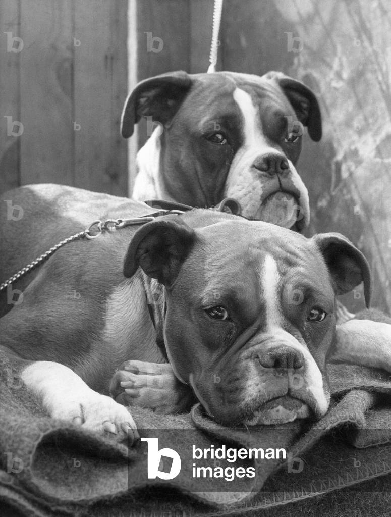 Two sad looking Boxer dogs