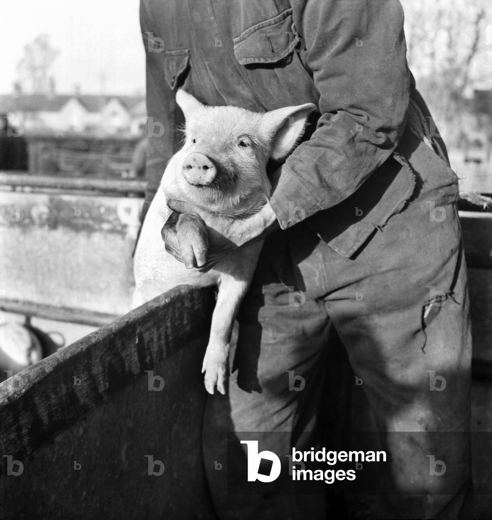 Large White Pig. Farrington Gurney, Somerset. livestock sale. D255