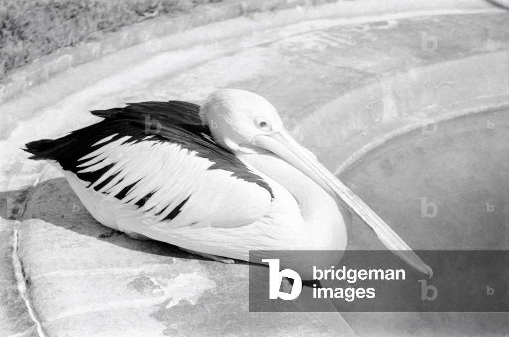 Pelicans at London Zoo. 
October 1937 
OL307I-001