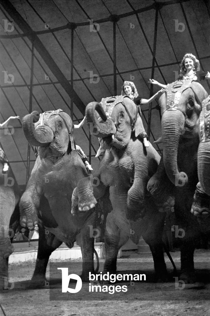 Bertram Mills Circus at Luton. April 1950 O23401-009