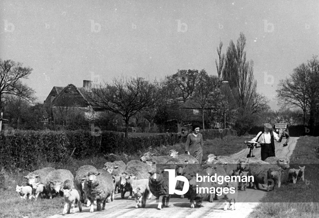 A farmer walking along a country road with his sheep in the village of Smarden in Kent
 Circa 1935