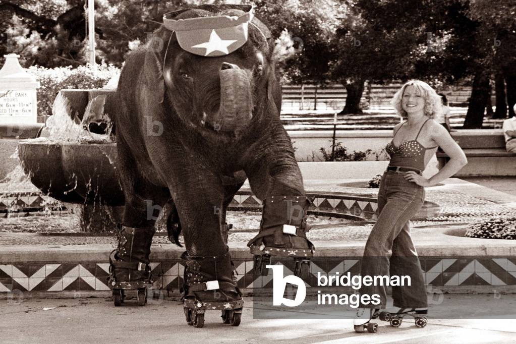 Elephant on roller skates with a woman standing with her hands on her hips, 5th April 1975 (b/w photo)