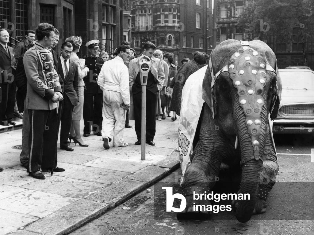 The elephant beside the parking meter.
