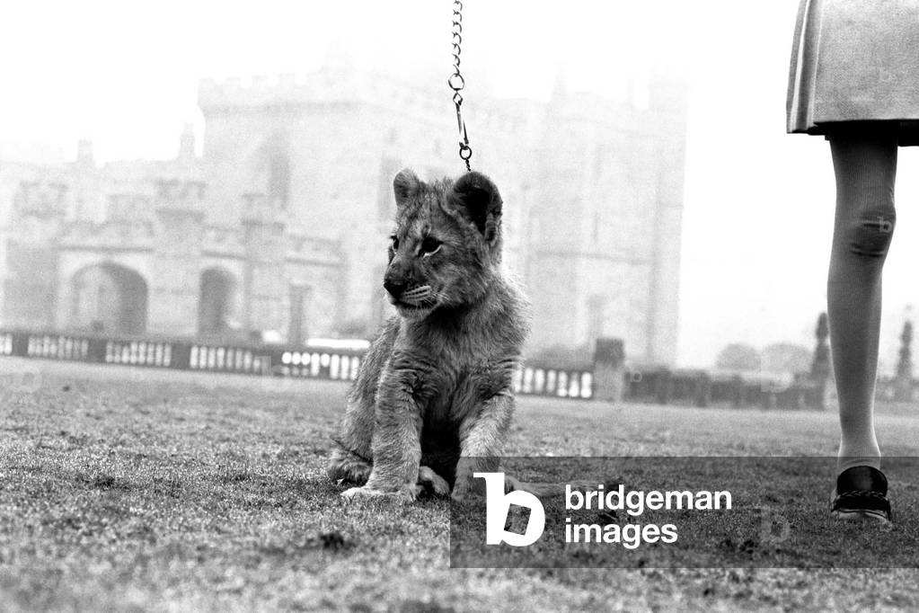 Viscount Lambton and Lady Isabella with the lion cubs which are bound for the Lambton Lion Park, c.1970 (b/w photo)