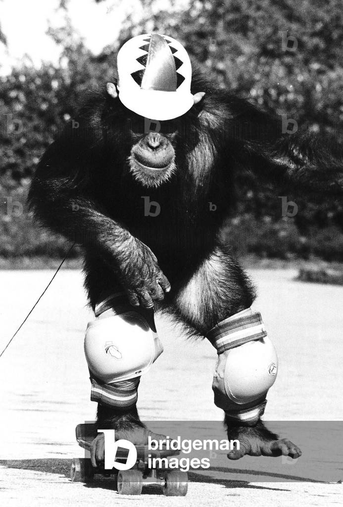 Noddy the Chimpanzee tries to skateboard, 28th September 1977 (b/w photo)